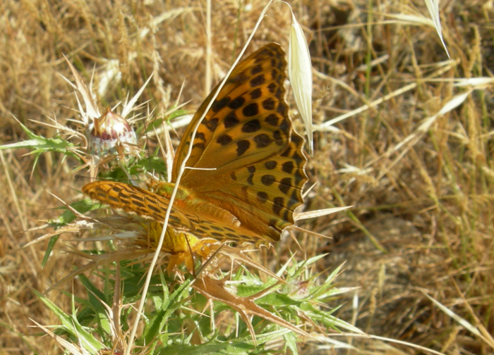 Argynnis elisa